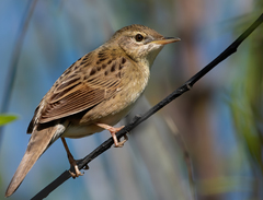 Common Grasshopper Warbler photo 4