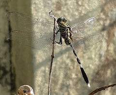 Orthetrum sabina