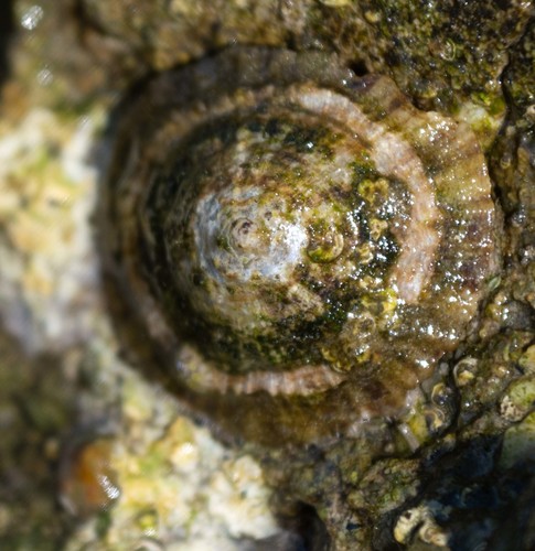 Mediterranean Limpet, photo 7 of 10