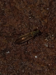Paromius longulus