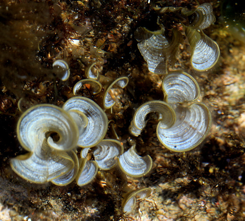 Turkeytail Seaweed