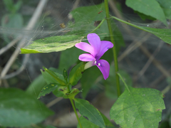 Barleria prattensis