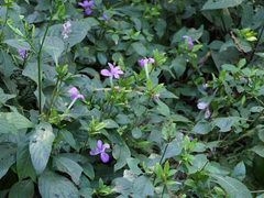 Barleria prattensis