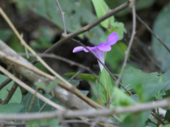 Barleria prattensis