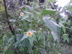 Abutilon trisulcatum