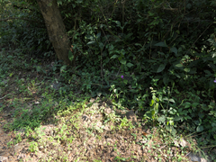 Barleria prattensis