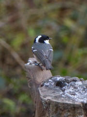 Periparus ater