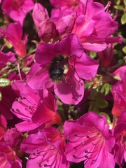 Bombus pratorum
