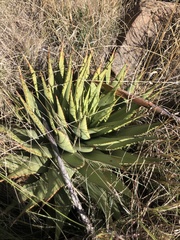 Aloe broomii