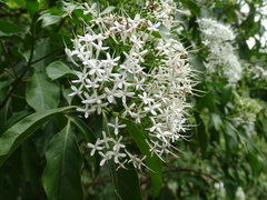 Pavetta hongkongensis