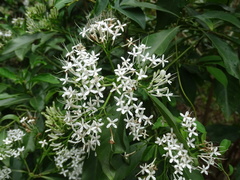 Pavetta hongkongensis