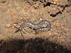 Scolopendra laeta