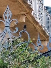 Phoenicurus ochruros