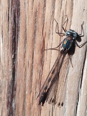 Cordulephya divergens