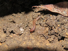 Antichiropus variabilis