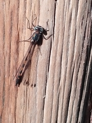 Cordulephya divergens