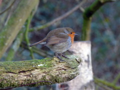 Erithacus rubecula