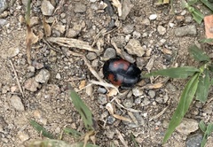 Hister quadrimaculatus