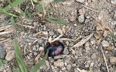 Hister quadrimaculatus
