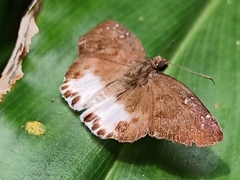 Tagiades ultra