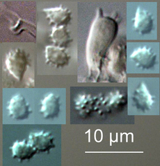 Trechispora farinacea