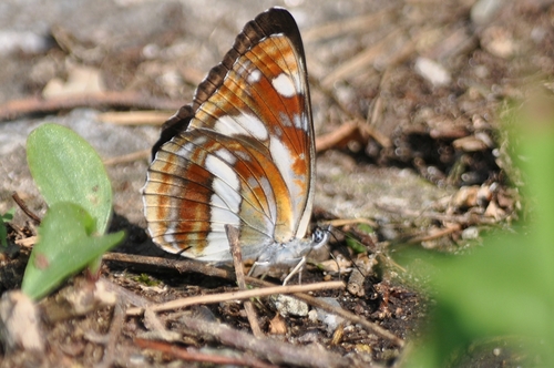 Korean yellow sailer