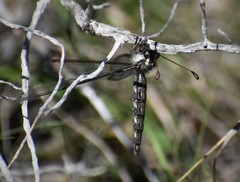 Ascaloptynx appendiculata