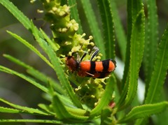 Trichodes bibalteatus