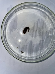 Erpobdella octoculata