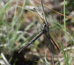 Ascaloptynx appendiculata