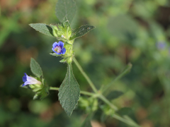 Strobilanthes pavala