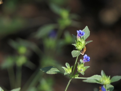 Strobilanthes pavala