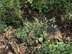 Strobilanthes pavala