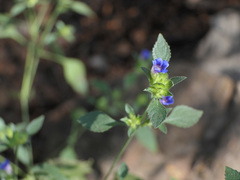 Strobilanthes pavala