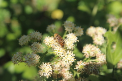 Eristalodes
