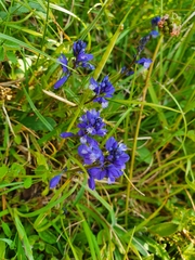 Polygala calcarea