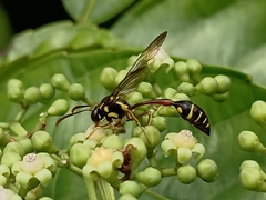 Eustenogaster micans