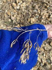 Astragalus davuricus