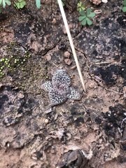 Crassula exilis cooperi