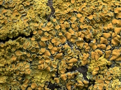 Xanthoria parietina