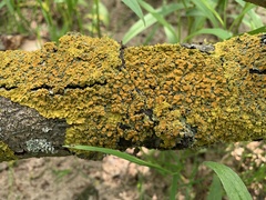 Xanthoria parietina