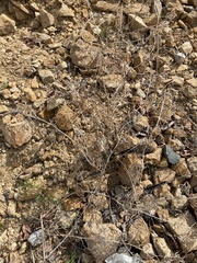 Astragalus davuricus