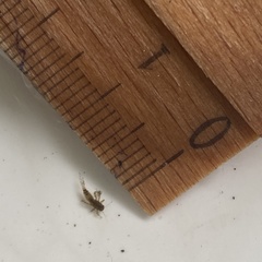 Serratella ignita