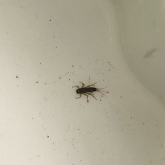 Serratella ignita