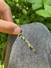 Melica nutans