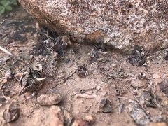 Haworthiopsis tessellata
