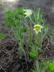 Pulsatilla patens