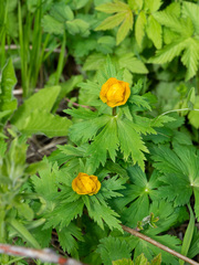 Trollius asiaticus