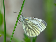 Pieris napi
