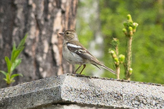 Fringilla coelebs